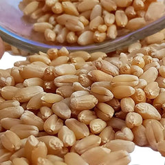 TESTER - MP Sharbati Desi Wheat Fresh Chakki Atta - The Natures Palm