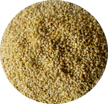 Browntop Millet Whole | Hari Kangni | Positive Millets - The Natures Palm