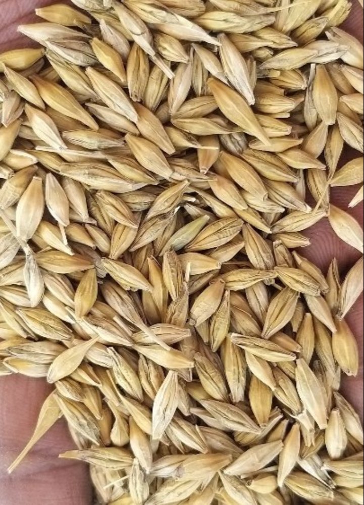 Jau Atta | Barley Atta | Fresh Chakki Atta - The Natures Palm